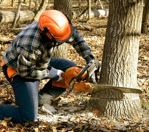 Tree Removal in Ellendale, DE